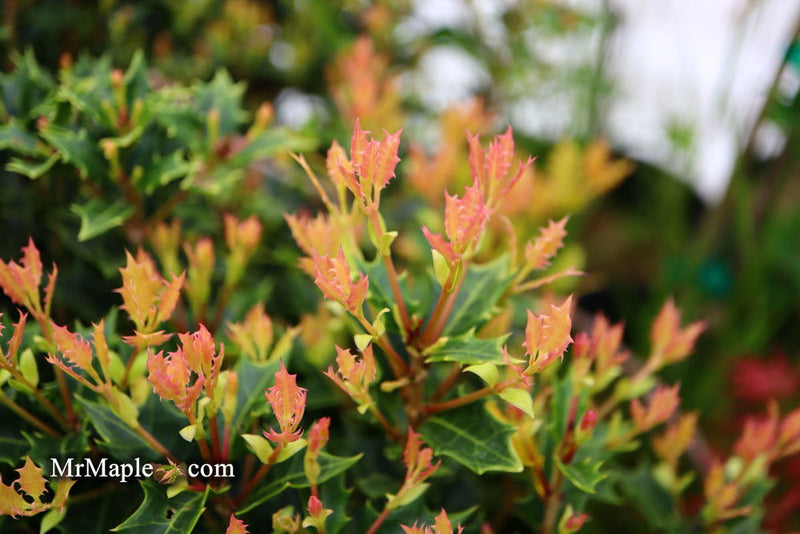 - Osmanthus heterophyllus 'Shien' Party Lights™ Colorful False Holly - Mr Maple │ Buy Japanese Maple Trees