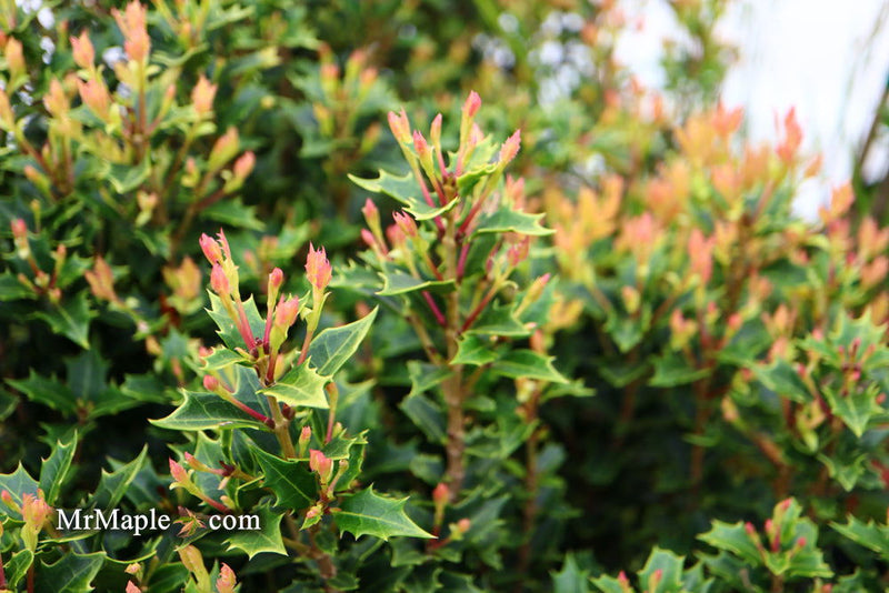 - Osmanthus heterophyllus 'Shien' Party Lights™ Colorful False Holly - Mr Maple │ Buy Japanese Maple Trees