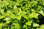 - Osmanthus heterophyllus 'Shien' Party Lights™ Colorful False Holly - Mr Maple │ Buy Japanese Maple Trees