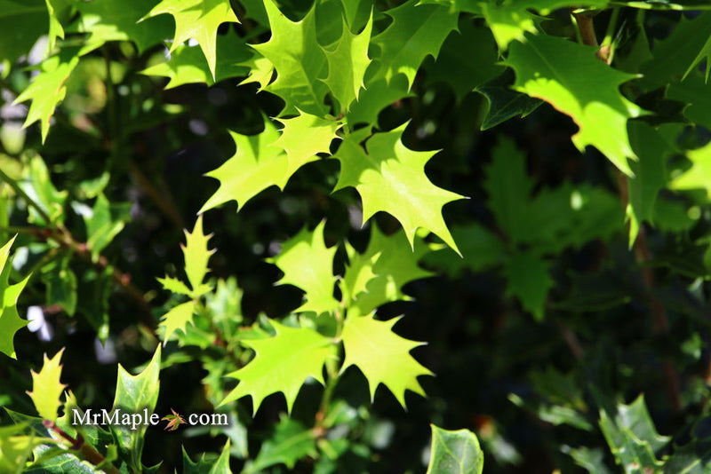 - Osmanthus heterophyllus 'Shien' Party Lights™ Colorful False Holly - Mr Maple │ Buy Japanese Maple Trees