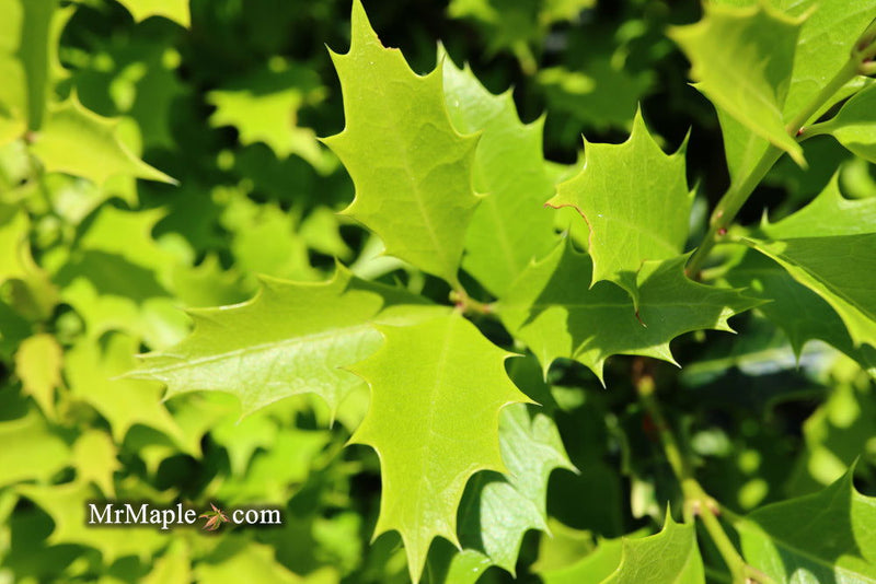 - Osmanthus heterophyllus 'Shien' Party Lights™ Colorful False Holly - Mr Maple │ Buy Japanese Maple Trees