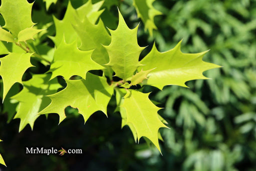 - Osmanthus heterophyllus 'Shien' Party Lights™ Colorful False Holly - Mr Maple │ Buy Japanese Maple Trees