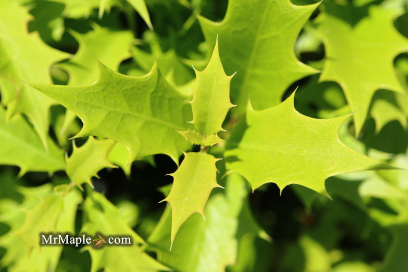 - Osmanthus heterophyllus 'Shien' Party Lights™ Colorful False Holly - Mr Maple │ Buy Japanese Maple Trees