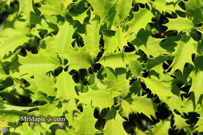 - Osmanthus heterophyllus 'Shien' Party Lights™ Colorful False Holly - Mr Maple │ Buy Japanese Maple Trees