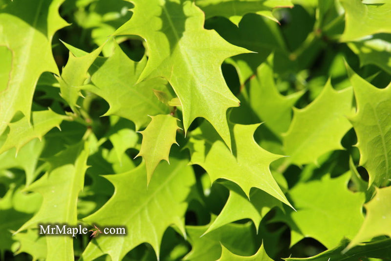 - Osmanthus heterophyllus 'Shien' Party Lights™ Colorful False Holly - Mr Maple │ Buy Japanese Maple Trees