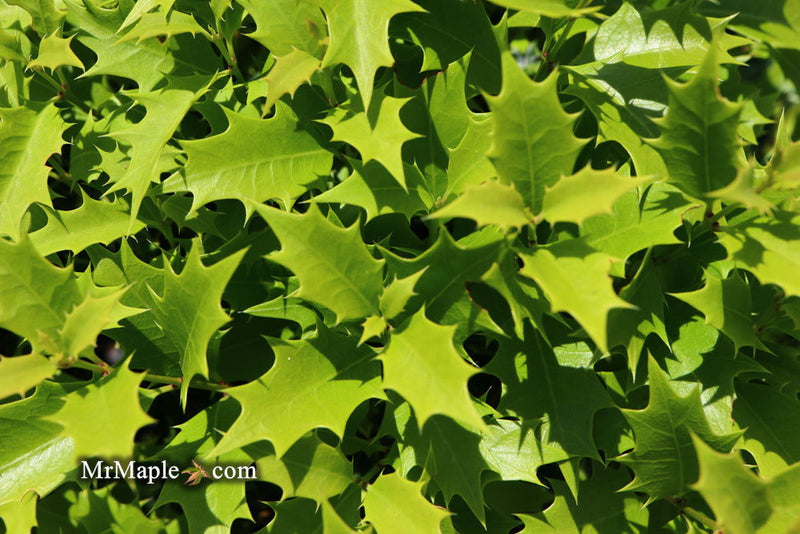 - Osmanthus heterophyllus 'Shien' Party Lights™ Colorful False Holly - Mr Maple │ Buy Japanese Maple Trees