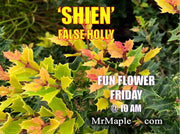 - Osmanthus heterophyllus 'Shien' Party Lights™ Colorful False Holly - Mr Maple │ Buy Japanese Maple Trees