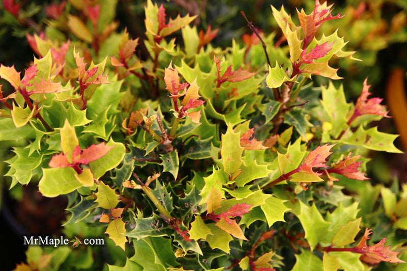 - Osmanthus heterophyllus 'Shien' Party Lights™ Colorful False Holly - Mr Maple │ Buy Japanese Maple Trees