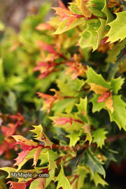 - Osmanthus heterophyllus 'Shien' Party Lights™ Colorful False Holly - Mr Maple │ Buy Japanese Maple Trees