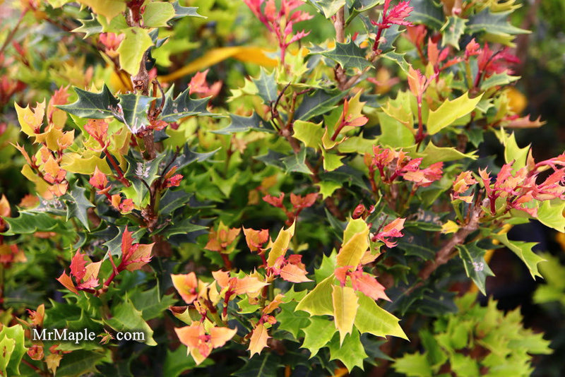 - Osmanthus heterophyllus 'Shien' Party Lights™ Colorful False Holly - Mr Maple │ Buy Japanese Maple Trees