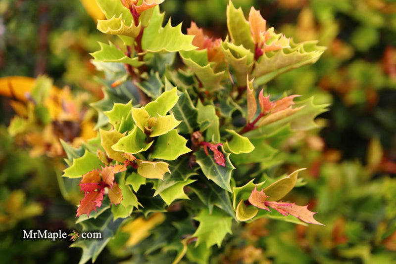 - Osmanthus heterophyllus 'Shien' Party Lights™ Colorful False Holly - Mr Maple │ Buy Japanese Maple Trees