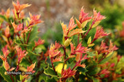 - Osmanthus heterophyllus 'Shien' Party Lights™ Colorful False Holly - Mr Maple │ Buy Japanese Maple Trees