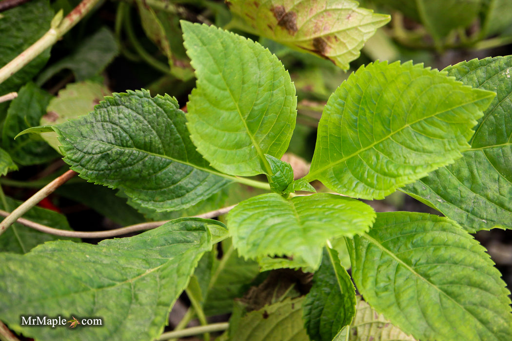 Hydrangea macrophylla 'Otaksa' Hydrangea