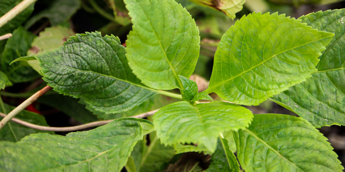 Buy Hydrangea macrophylla 'Otaska' Hydrangea — Mr Maple │ Buy
