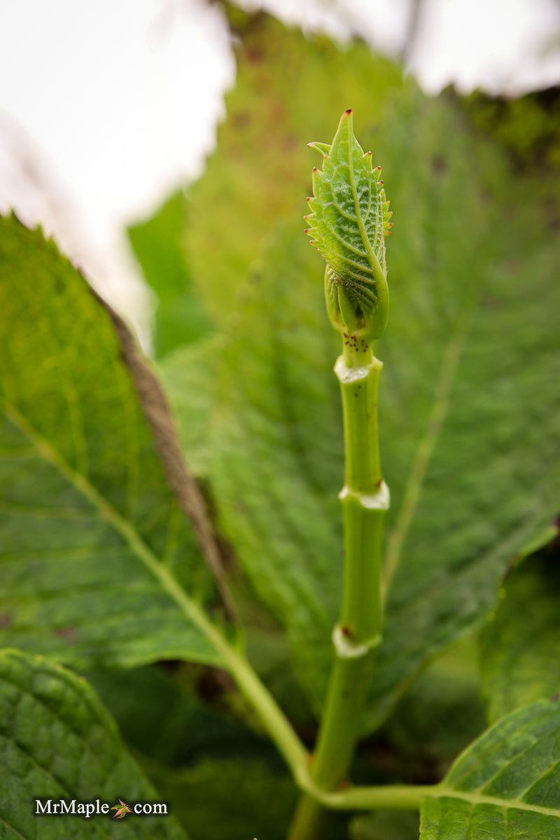 Hydrangea macrophylla 'Otaksa' Hydrangea