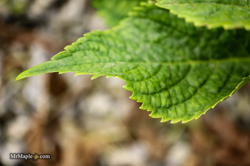 Hydrangea macrophylla 'Otaksa' Hydrangea