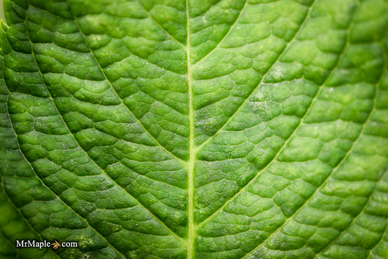 Hydrangea macrophylla 'Otaksa' Hydrangea