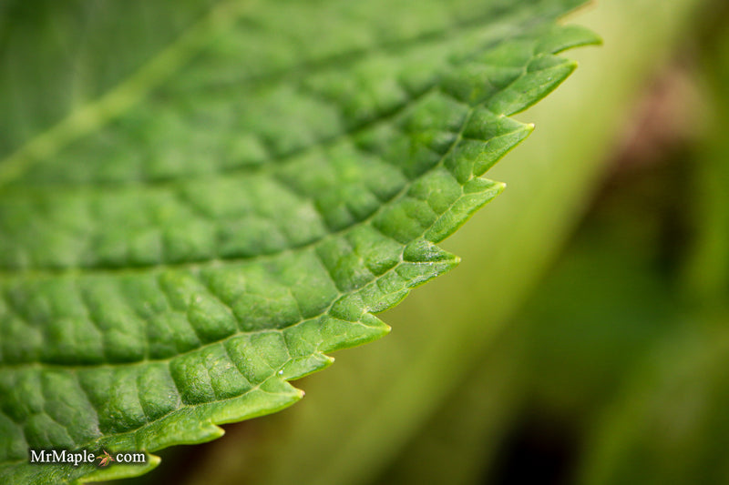 Hydrangea macrophylla 'Otaksa' Hydrangea