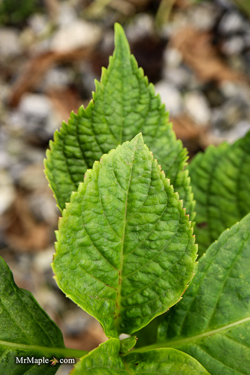 Hydrangea macrophylla 'Otaksa' Hydrangea