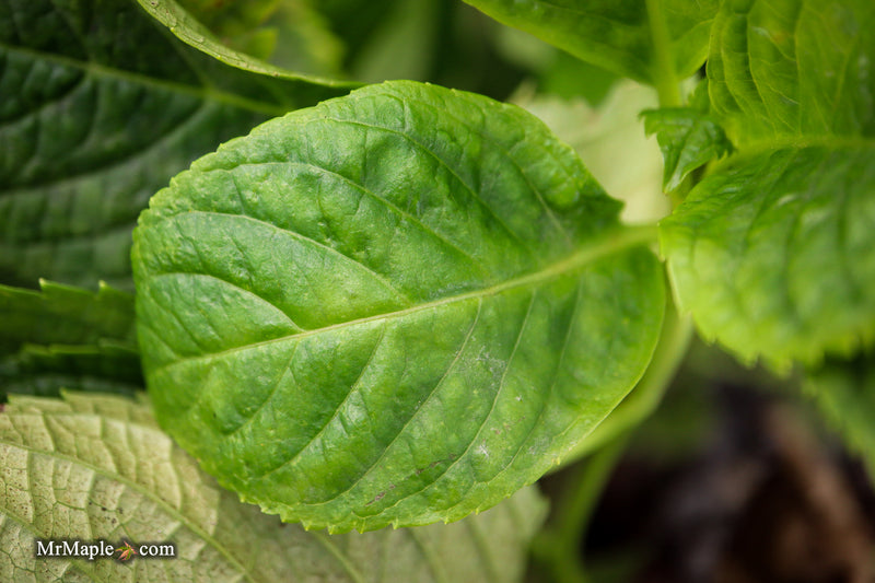 Hydrangea macrophylla 'Otaksa' Hydrangea