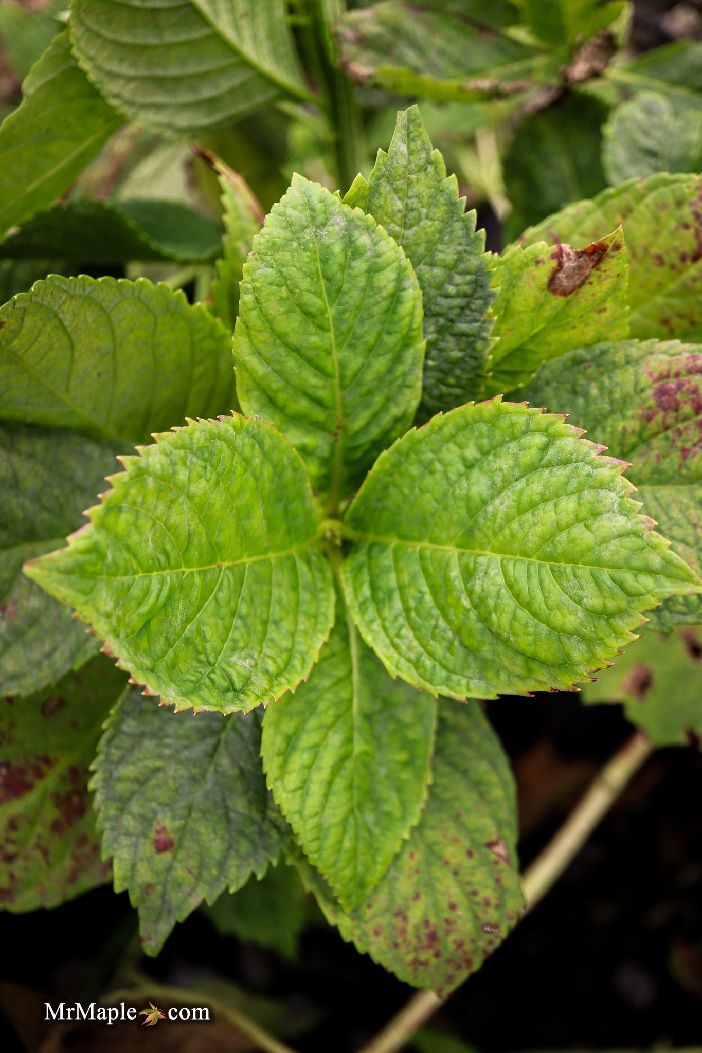 Buy Hydrangea macrophylla 'Otaska' Hydrangea — Mr Maple │ Buy