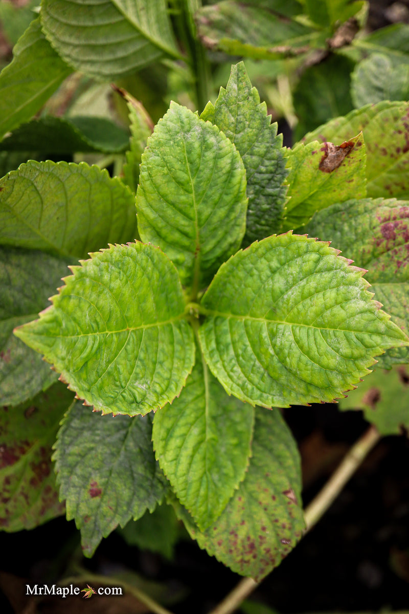 Hydrangea macrophylla 'Otaksa' Hydrangea