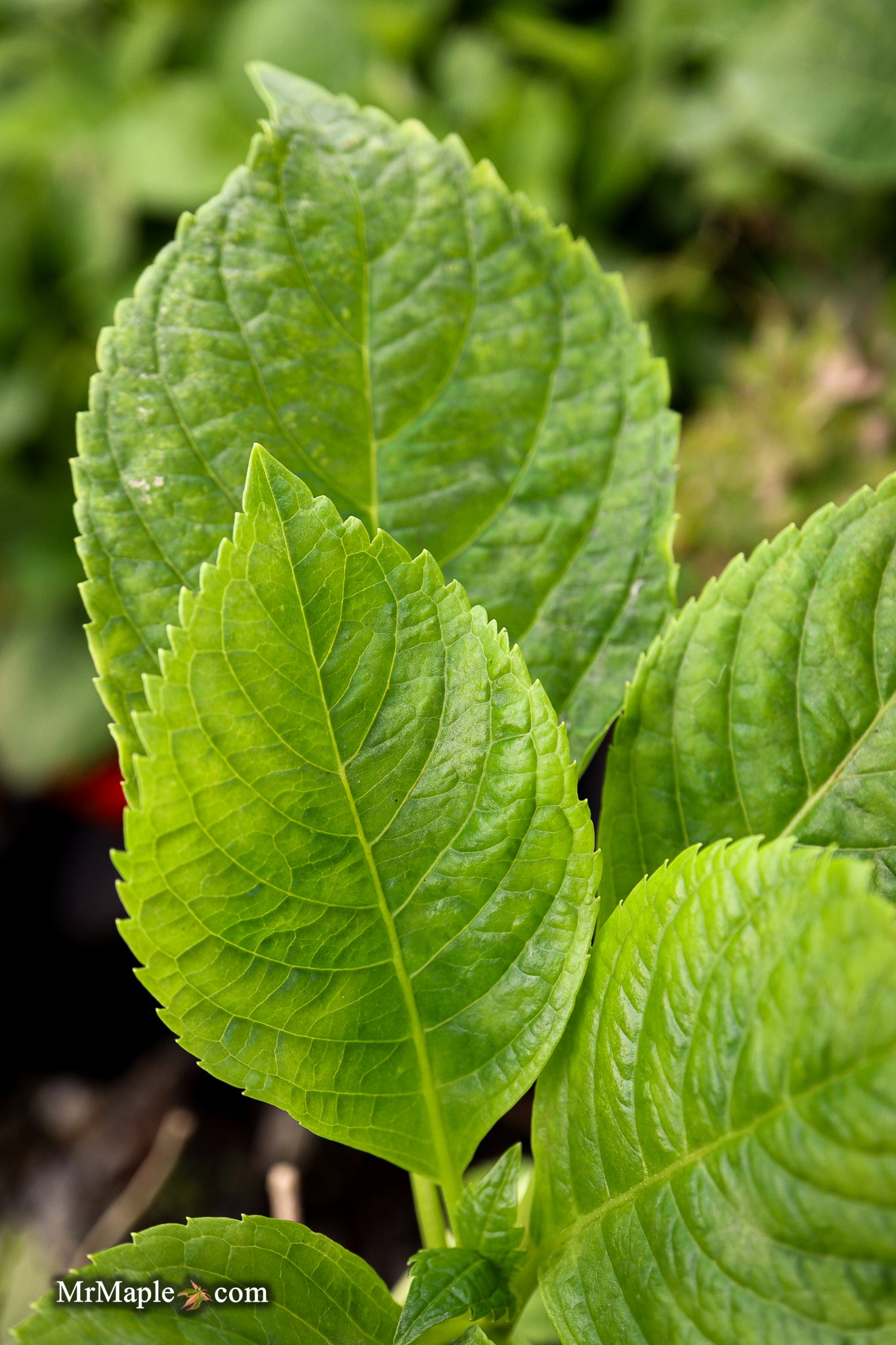 Buy Hydrangea macrophylla 'Otaska' Hydrangea — Mr Maple │ Buy