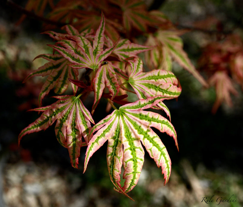 - FOR PICKUP ONLY | Acer palmatum 'Ikandi' Japanese Maple| DOES NOT SHIP - Mr Maple │ Buy Japanese Maple Trees