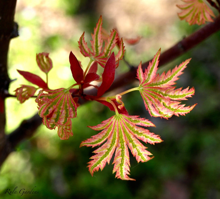 FOR PICK UP ONLY | Acer palmatum 'Higasayama' Japanese Maple | DOES NOT SHIP