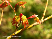 - FOR PICK UP ONLY | Acer palmatum 'Summer Gold' Japanese Maple | DOES NOT SHIP - Mr Maple │ Buy Japanese Maple Trees