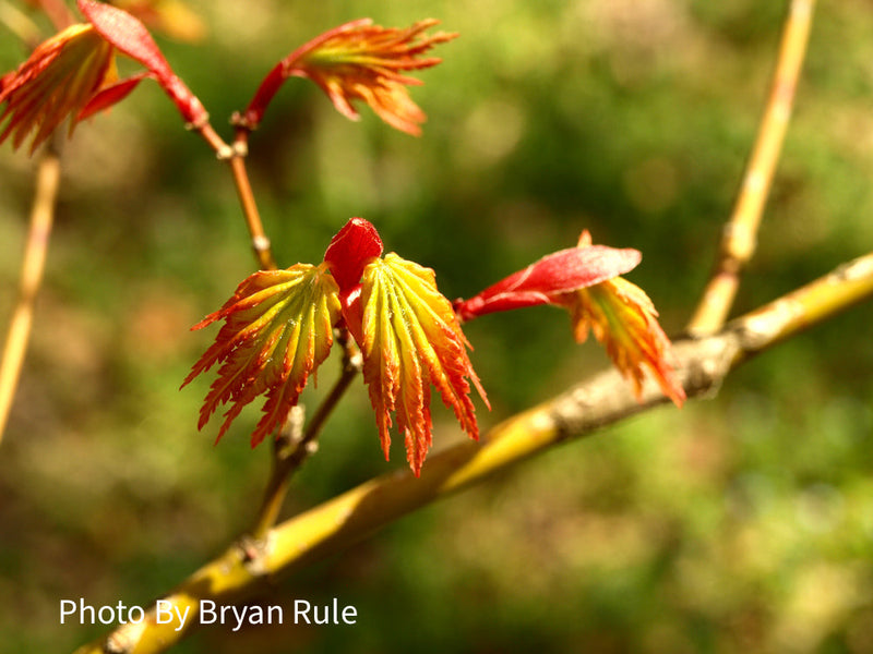 - FOR PICK UP ONLY | Acer palmatum 'Summer Gold' Japanese Maple | DOES NOT SHIP - Mr Maple │ Buy Japanese Maple Trees
