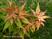 - FOR PICKUP ONLY | Acer palmatum 'Japanese Princess' Dwarf Japanese Maple | DOES NOT SHIP - Mr Maple │ Buy Japanese Maple Trees