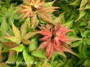 - FOR PICKUP ONLY | Acer palmatum 'Japanese Princess' Dwarf Japanese Maple | DOES NOT SHIP - Mr Maple │ Buy Japanese Maple Trees