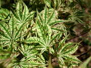 - FOR PICKUP ONLY | Acer palmatum 'Ikandi' Japanese Maple| DOES NOT SHIP - Mr Maple │ Buy Japanese Maple Trees