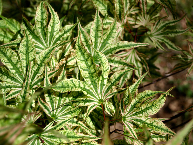 - FOR PICKUP ONLY | Acer palmatum 'Ikandi' Japanese Maple| DOES NOT SHIP - Mr Maple │ Buy Japanese Maple Trees