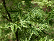 - FOR PICKUP ONLY | Acer palmatum 'Ikandi' Japanese Maple| DOES NOT SHIP - Mr Maple │ Buy Japanese Maple Trees