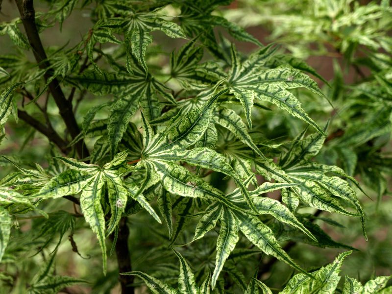 - FOR PICKUP ONLY | Acer palmatum 'Ikandi' Japanese Maple| DOES NOT SHIP - Mr Maple │ Buy Japanese Maple Trees