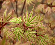 - FOR PICKUP ONLY | Acer palmatum 'Ikandi' Japanese Maple| DOES NOT SHIP - Mr Maple │ Buy Japanese Maple Trees