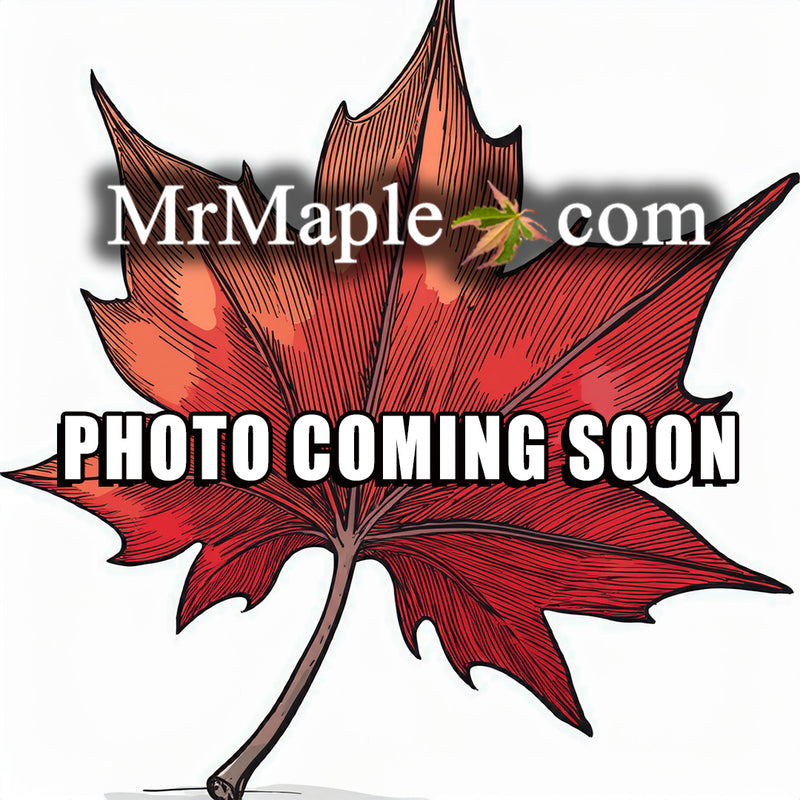 FOR PICKUP ONLY | Acer palmatum 'Yama kuzu' Rare Japanese Maple| DOES NOT SHIP