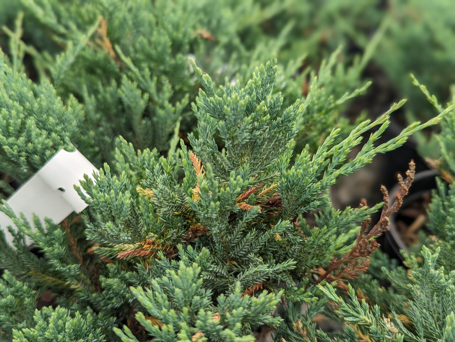 Juniperus horizontalis 'Blue Chip' Blue Rug Juniper