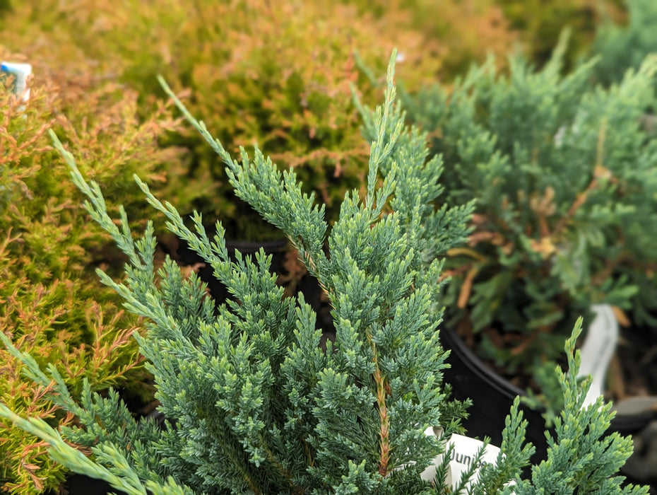 Blue Rug Juniper Tree Buy Juniperus horizontalis 'Blue Chip' Blue Rug Juniper — Mr Maple ...
