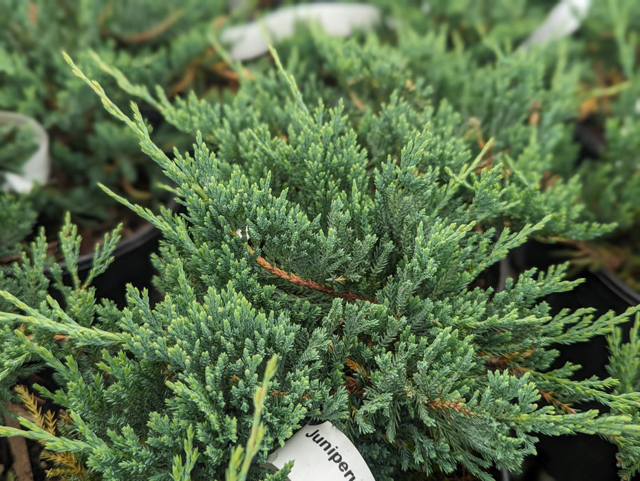 Juniperus horizontalis 'Blue Chip' Blue Rug Juniper