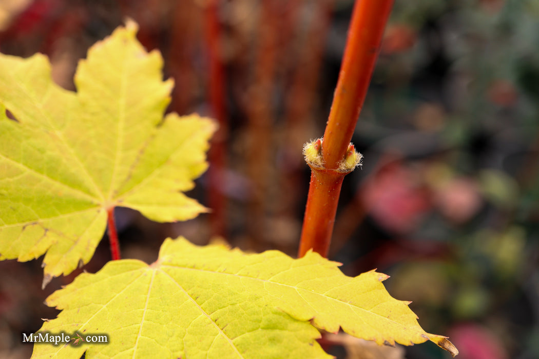 Acer circinatum 'Pacific Fire' Coral Bark Japanese Maple