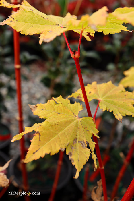 Acer circinatum 'Pacific Fire' Coral Bark Japanese Maple