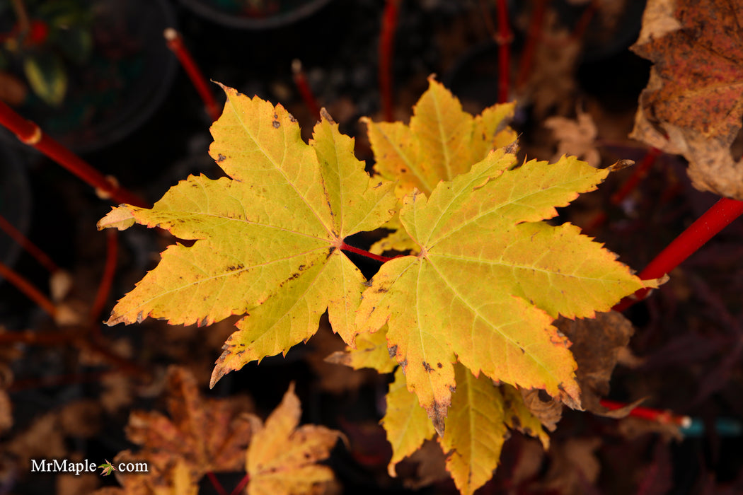 Acer circinatum 'Pacific Fire' Coral Bark Japanese Maple