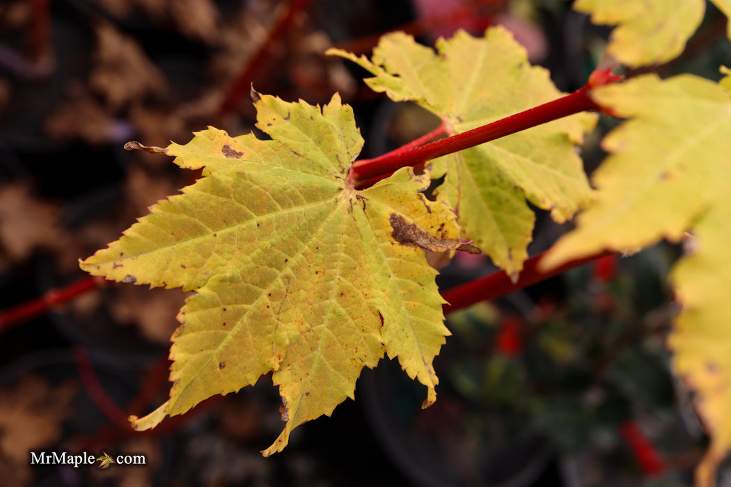 Acer circinatum 'Pacific Fire' Coral Bark Japanese Maple