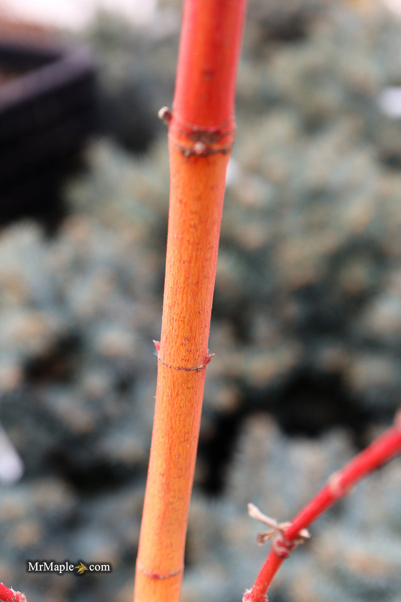 Acer circinatum 'Pacific Fire' Coral Bark Japanese Maple