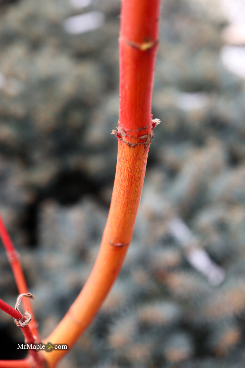Acer circinatum 'Pacific Fire' Coral Bark Japanese Maple
