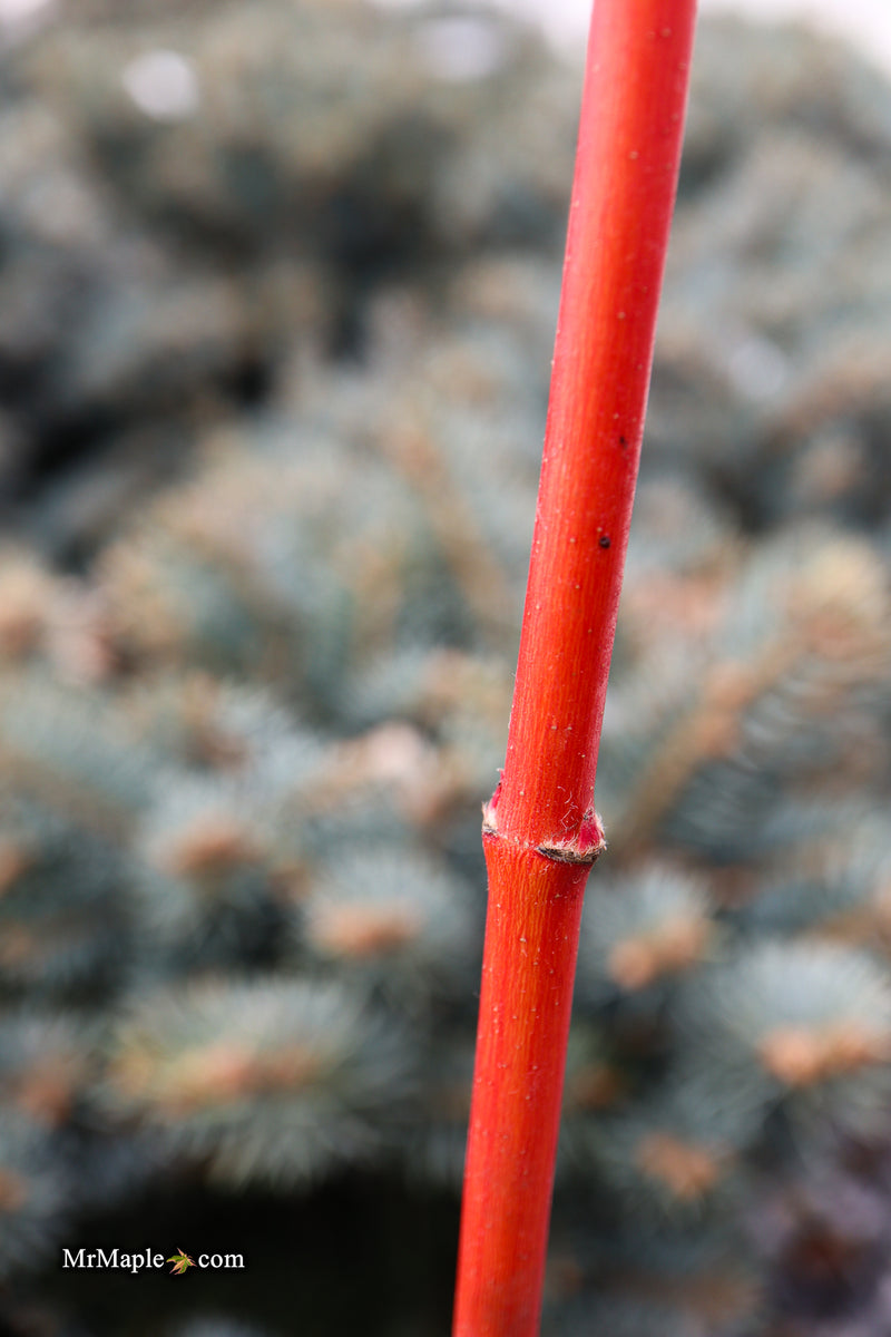 Acer circinatum 'Pacific Fire' Coral Bark Japanese Maple