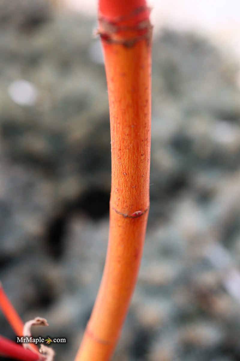 Acer circinatum 'Pacific Fire' Coral Bark Japanese Maple